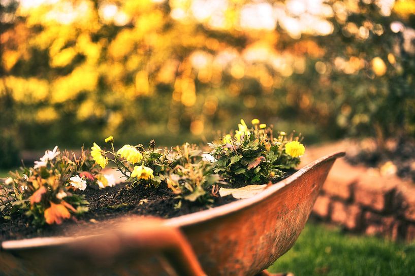 Lit de fleurs par Foto Oger