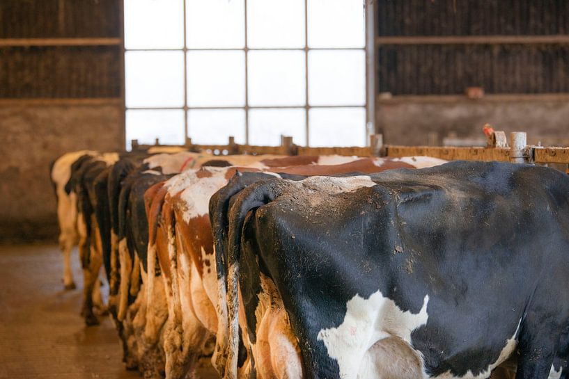 Cow butts by Anjo Kan