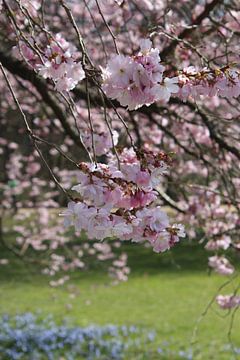 Baumblüte  im Frühling im Luitpoldpark Bad Kissingen