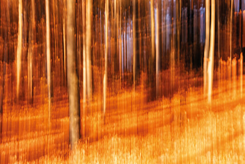 Herfstbos in de gouden zonnestralen