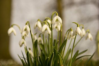 sneeuwklokjes