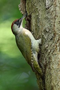 Grünspecht ( Picus viridis ) klettert an einem Baumstamm, typisches Spechtbild in natürlicher Umgebu