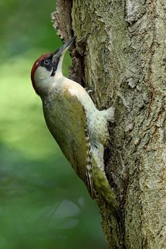 Green Woodpecker ( Picus viridis ) in the woods, perched on a tree trunk, clinging, typical pose, in van wunderbare Erde