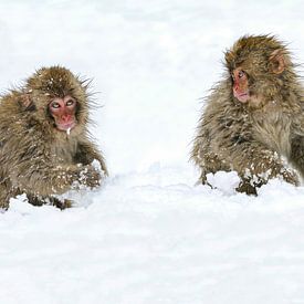 As Innocent As Can Be (Japanese Macaques) by Harry Eggens
