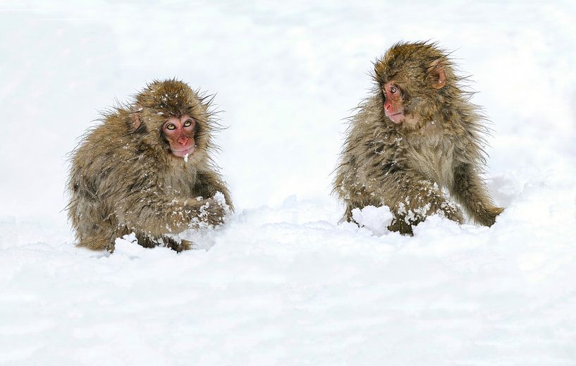 As Innocent As Can Be (Japanese Macaques) by Harry Eggens