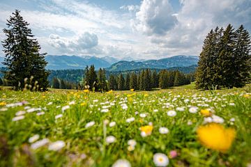 Blick mit Löwenzahn auf die Allgäuer Alpen und das Kleinwalsertal