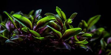 Cryptocoryne Wendtii: An underwater beauty in green and purple by Surreal Media