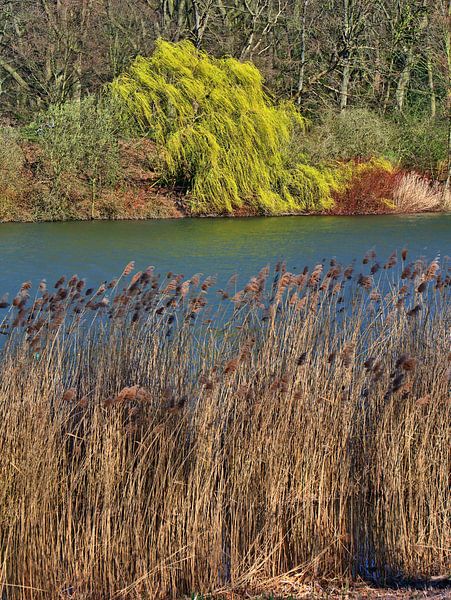 Riet 4 van Edgar Schermaul