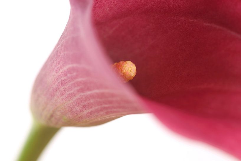 Rosa Calla vor weißem Hintergrund von Ronald Pol