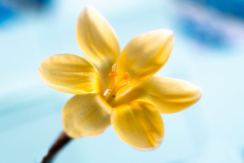 Still life by Sam Dijkstra