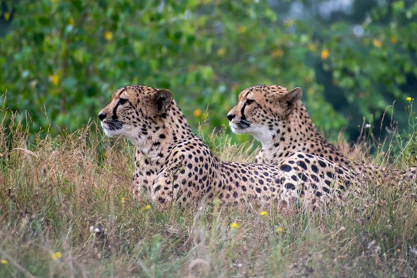 Leopards in the landscape by Arjan van der Veer