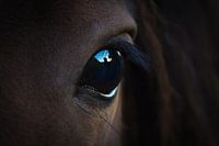 Eye