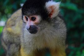 Doodshoofdaapje von Stefanie van der Meer