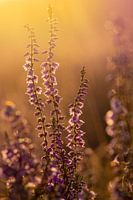 Atmospheric heath
