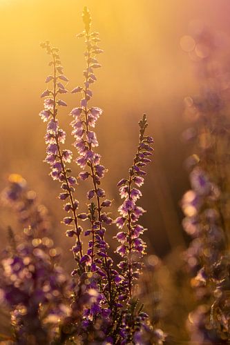 Atmosphärisches Heideland