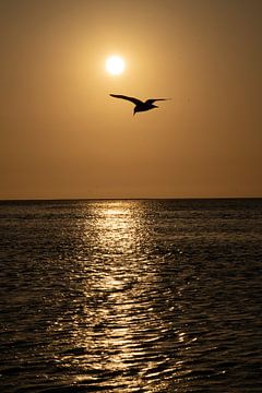 Vogel vliegt de zonsondergang tegemoet in Namibië, Afrrika van Patrick Groß