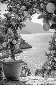 Lemon tree in terracotta pot in front of a coastal panorama by Poster Art Shop