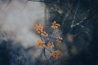Edited photo of a Dill Plant in Bloom