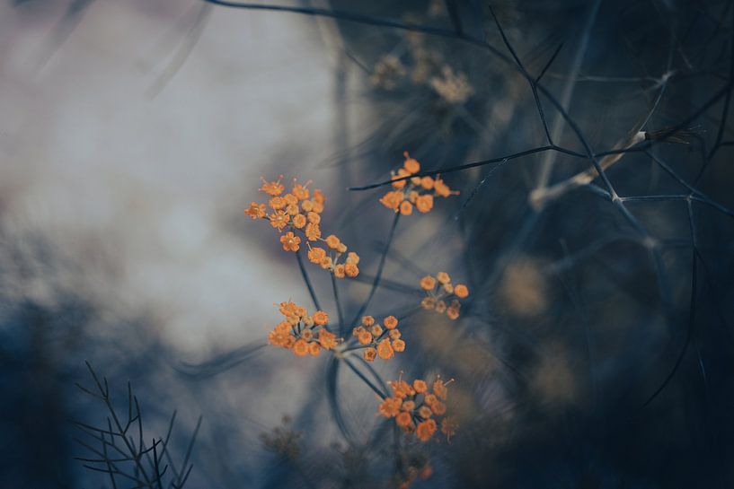 Edited photo of a Dill Plant in Bloom by Crystal Clear