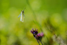 Small Cabbage White in flight by Wilhelmien  Marti