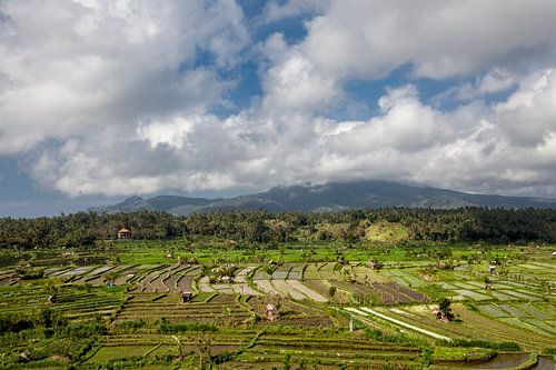 Bali, Indonesië. Rijstvelden, kokospalmen en hutten op de achtergrond
