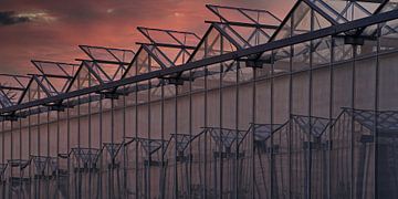 Rood avondlicht valt over een tuinbouwkas met open luchtramen van Gert van Santen