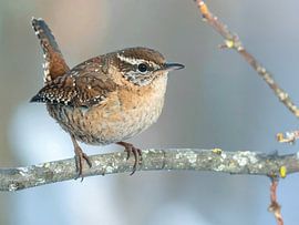 Der Zaunkönig, ein König ohne Krone - Het winterkoninkje, een koning zonder kroon von Christina Bauer Photos