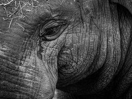 Elephant by Eric Sweijen