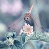 Dragonfly van Violetta Honkisz