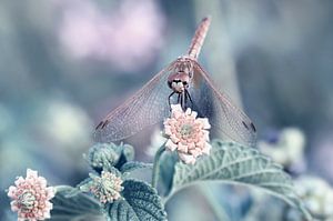 Libelle  von Violetta Honkisz