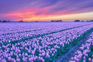 Coucher de soleil sur un champ de fleurs violettes au printemps sur eric van der eijk