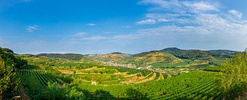 Germany, Oberbergen in Kaiserstuhl area panorama of vineyards by adventure-photos