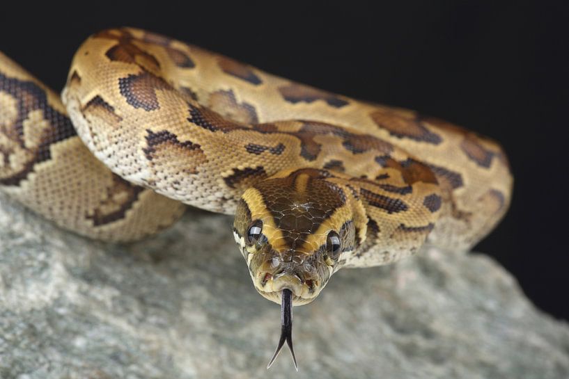 Felsenpython (Python sebae) von Ronald Pol