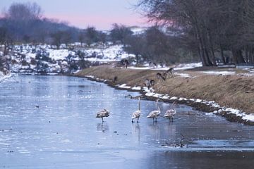 Ganzen in de sneeuw met zonsondergang van Anne Zwagers