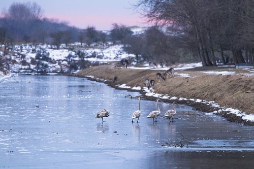 Des oies dans la neige avec le coucher du soleil