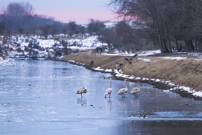 Des oies dans la neige avec le coucher du soleil par Anne Zwagers