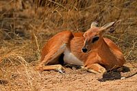 Steenbok antelope (Steenbokkie) in Kruger Park South Africa