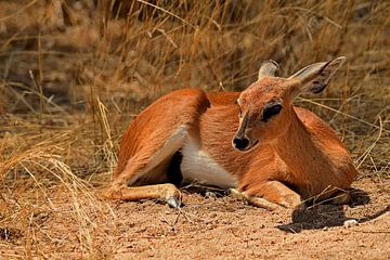 Steenbokantilope (Steenbokkie) in Krugerpark Zuid Afrika van Truus Hagen