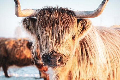 Scottish Highlanders