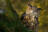 Eurasian Eagle Owl