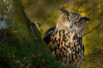 Eurasian Eagle Owl