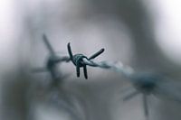 The Devil's Rope