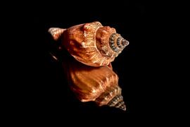 Muscheln auf schwarzem Spiegel