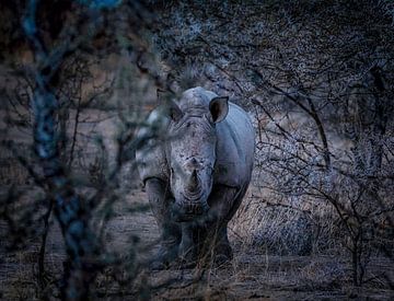 Espion dans le noir sur Loris Photography