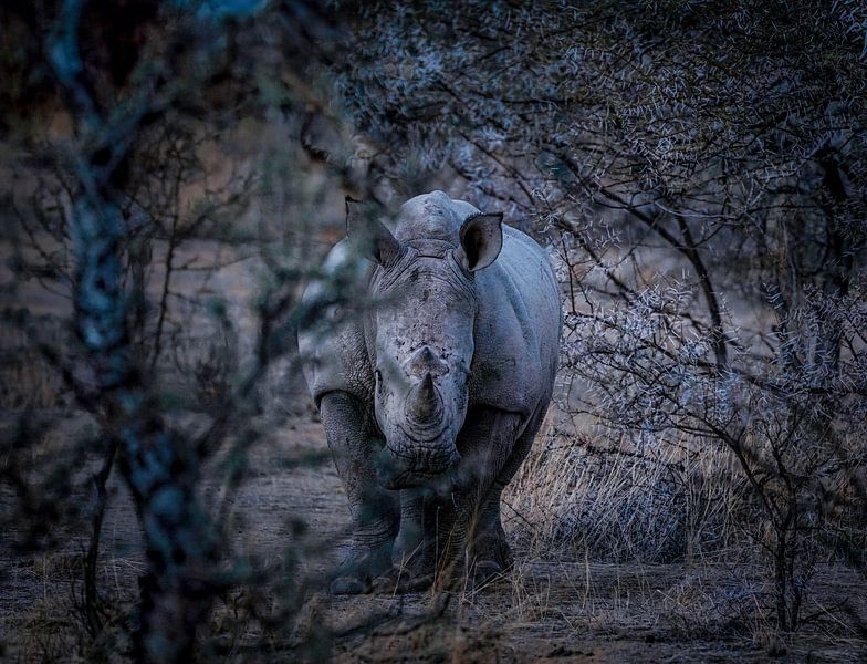 Spion in het duister van Loris Photography