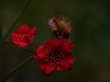 geum sur erik boer