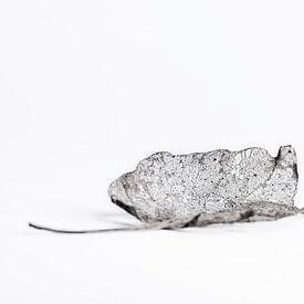 Decaying leaf by Anouschka Hendriks