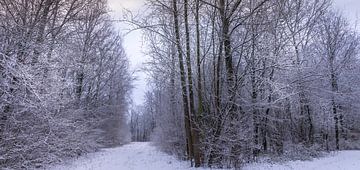 winter in het waerderhout bos 10