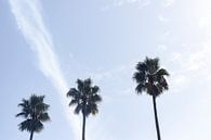 Palmen mit weißen Wolken und blauem Himmel in Porto, Portugal von Karijn | Fine art Natuur en Reis Fotografie Miniaturansicht