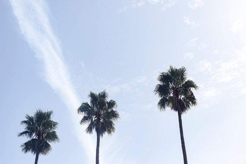Palmen mit weißen Wolken und blauem Himmel in Porto, Portugal von Karijn | Fine art Natuur en Reis Fotografie